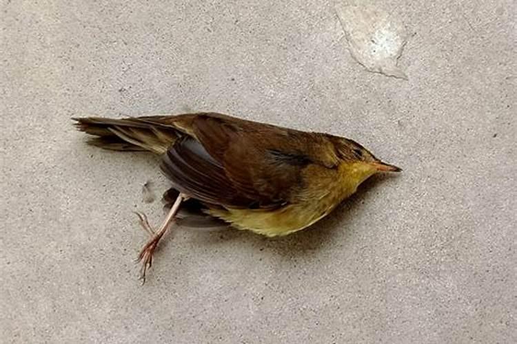 阳台出现死鸟寓意什么 阳台出现死鸟有什么寓意