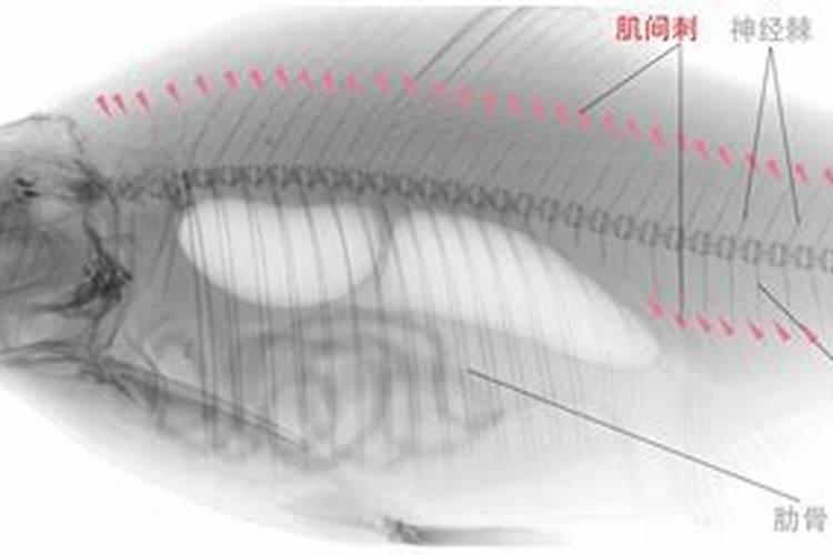 梦见吃鱼嘴里扎很多鱼刺的预兆