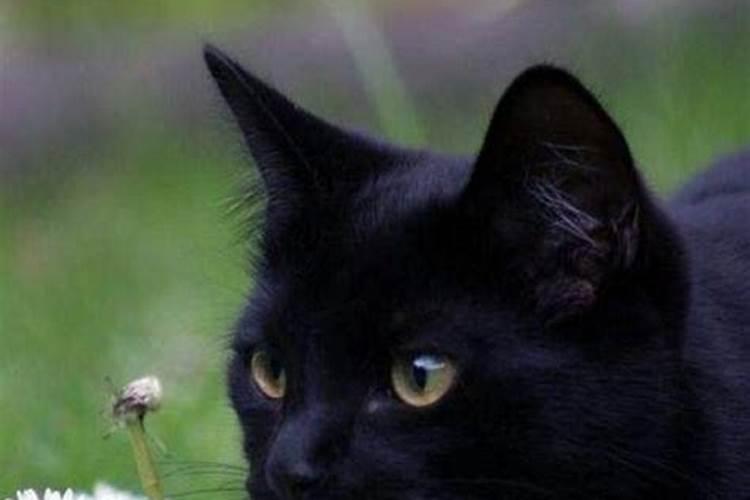 梦见黑猫变成女朋友