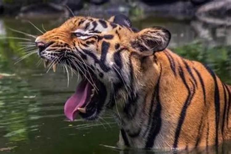 梦见老虎吃凶猛的猪的预兆