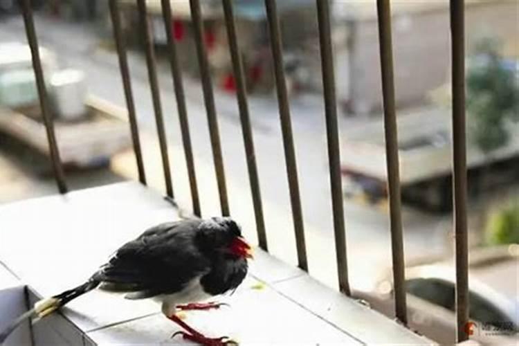外面飞来的鸟死在家里是什么征兆