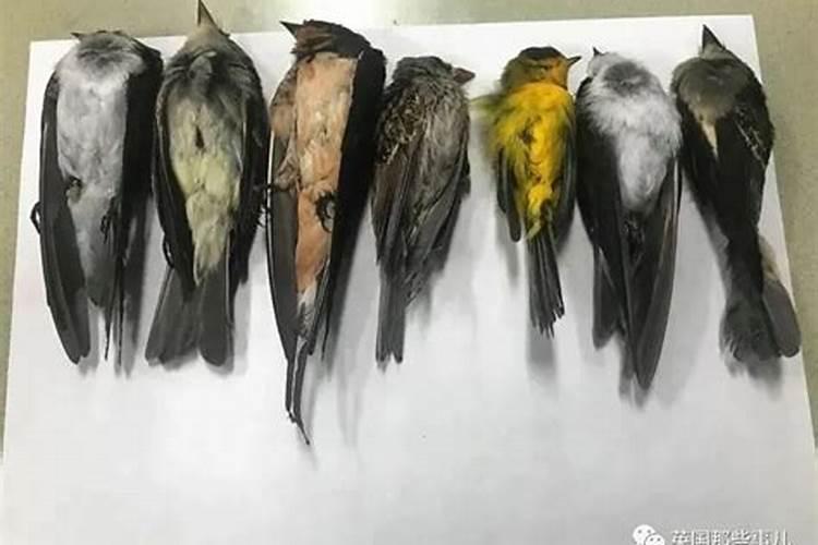 飞进来的鸟死在家里好吗 有什么预兆