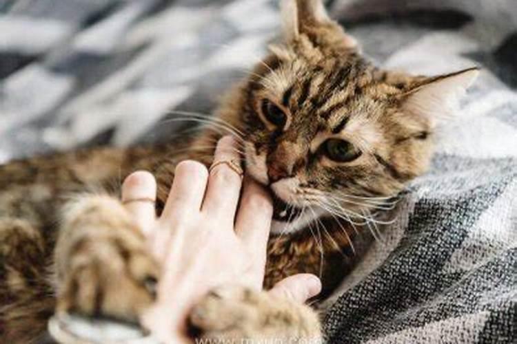 梦见被猫咬到手是什么预兆？