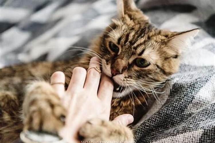 梦见被猫咬伤了手出了点血的预兆