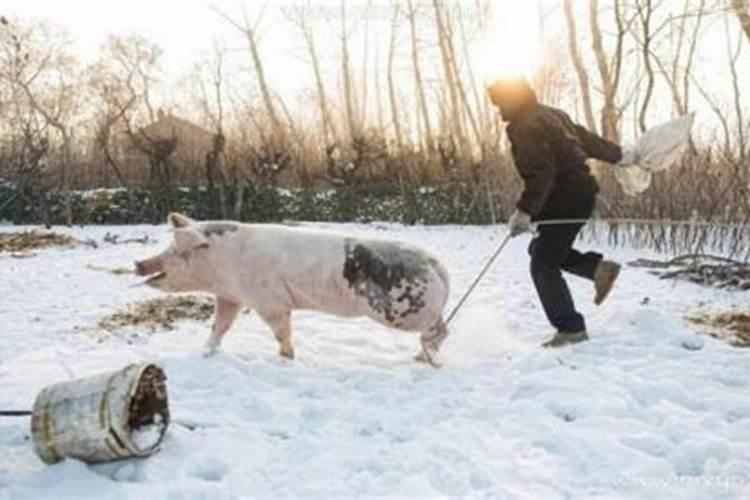 周公解梦梦见杀猪流血是什么意思 周公解梦梦见杀猪流血预兆什么