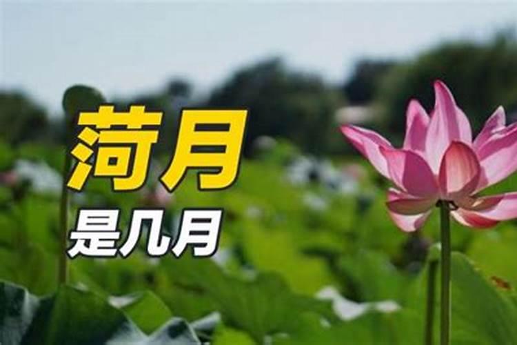 哪个月属羊的好