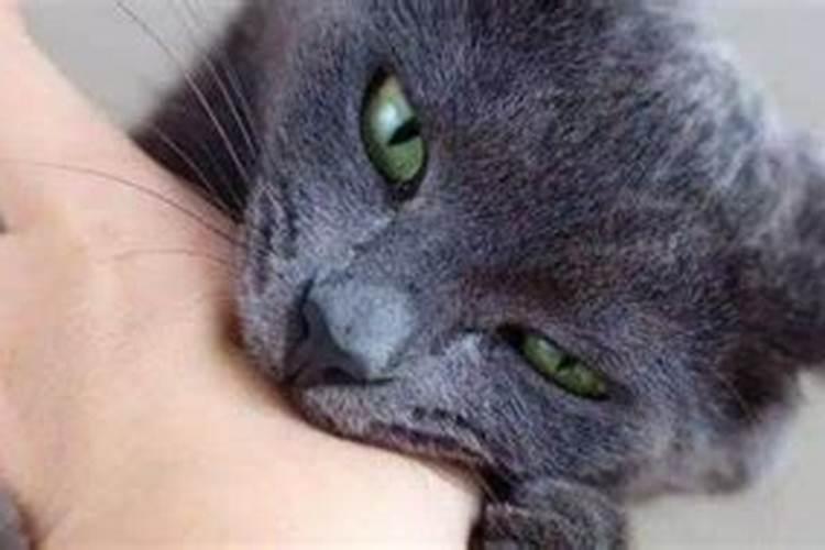 女人梦见猫咬自己啥意思