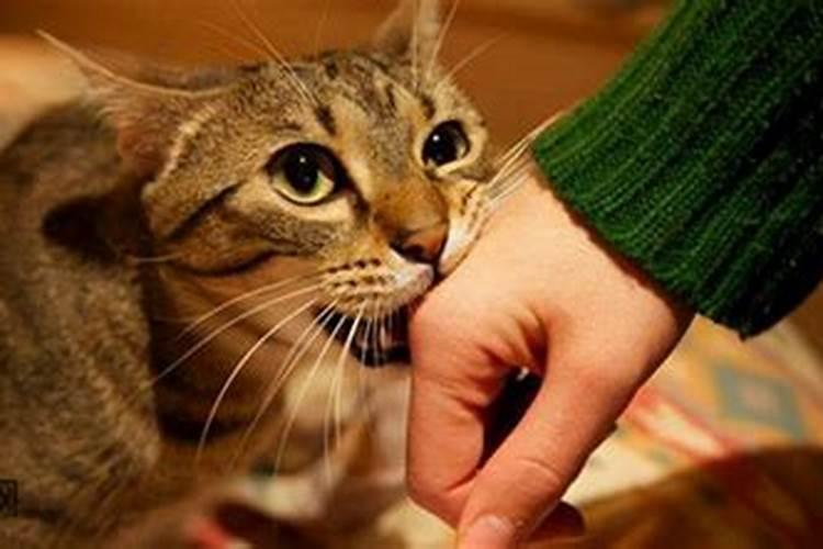 梦见被猫咬的化解方法