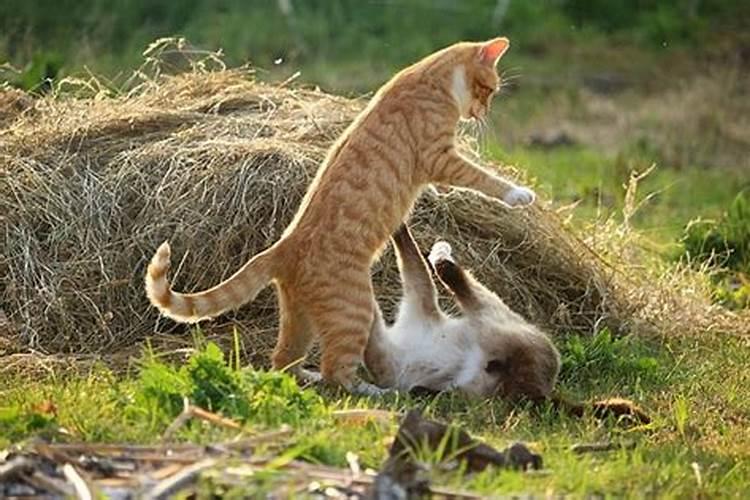 梦见我杀死一只小猫的预兆