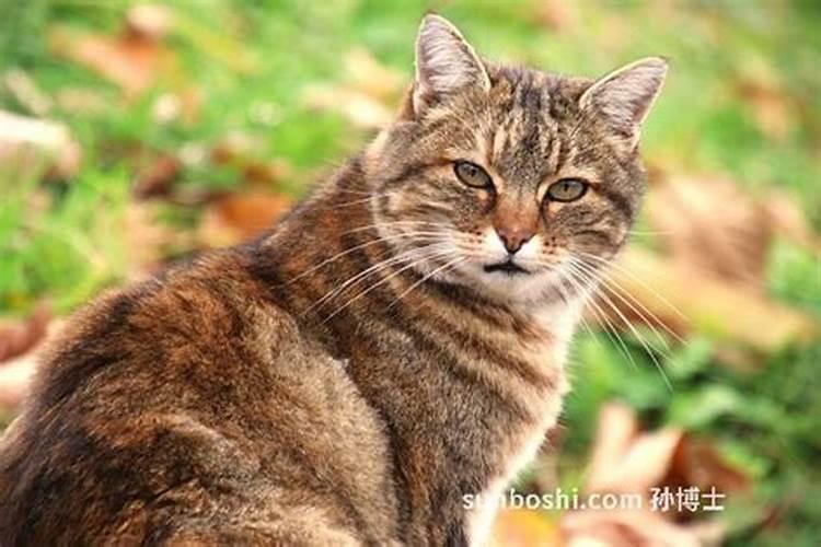 梦见把猫杀死了是什么意思？