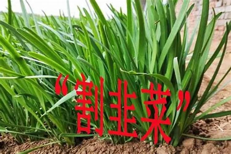 梦见别人吐了一地的预兆