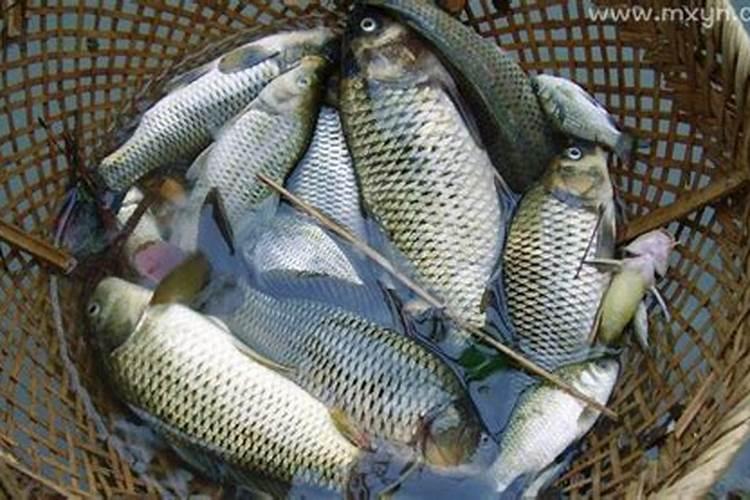 胎梦梦见鱼是什么意思