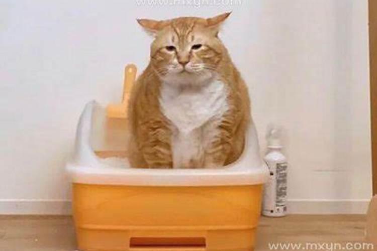 梦见猫把屎拉到床上的预兆