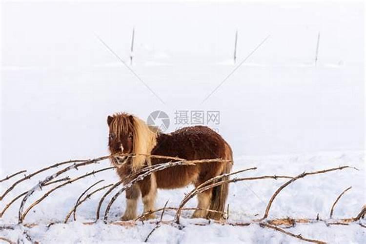 梦见家里多了个小马