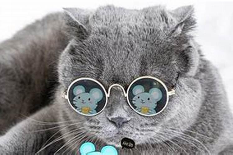 梦见被猫咬是什么意思 周公解梦