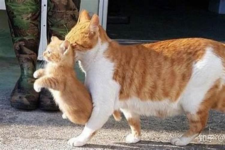 梦到猫咬我 梦到猫咬我好不好