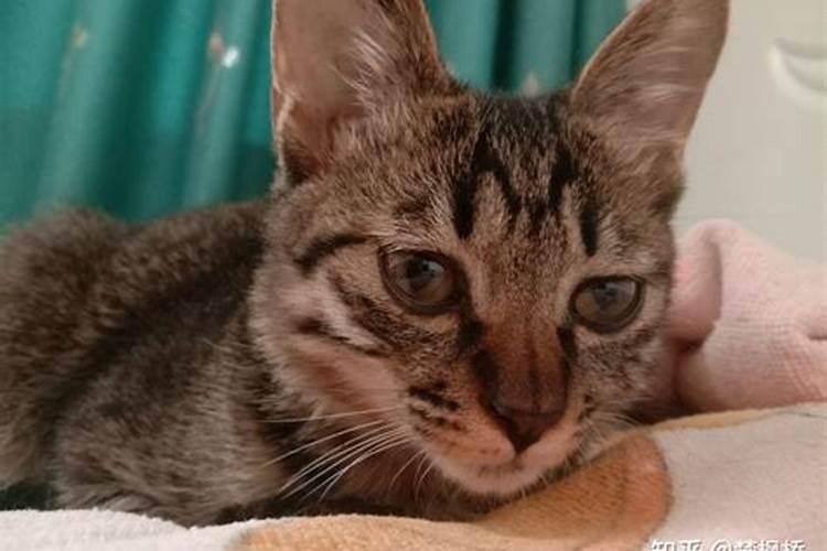 做梦梦见被猫咬是什么意思