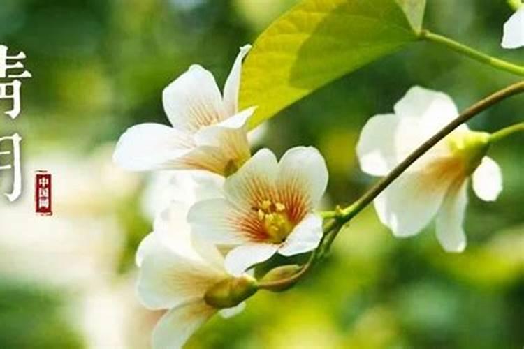 清明节时开花的花草