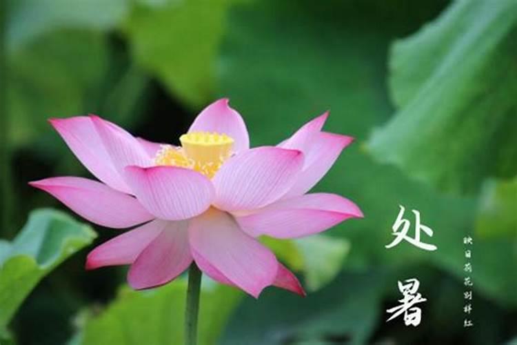 处暑与立秋有什么区别呀？