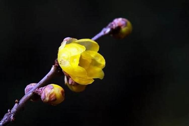 冬至代表性植物是什么