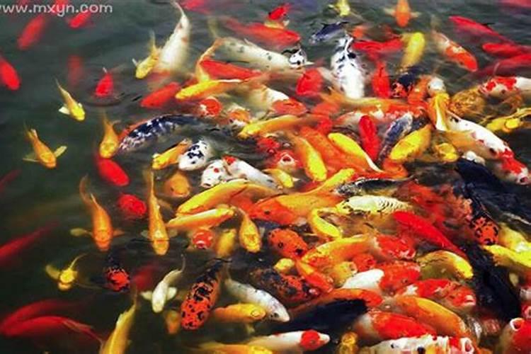 梦见大水和许多鱼的预兆
