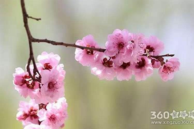 桃花煞破解方法 遇到该怎么破解