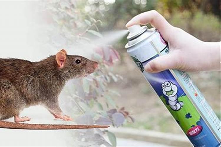 老鼠的虫子怎么消灭