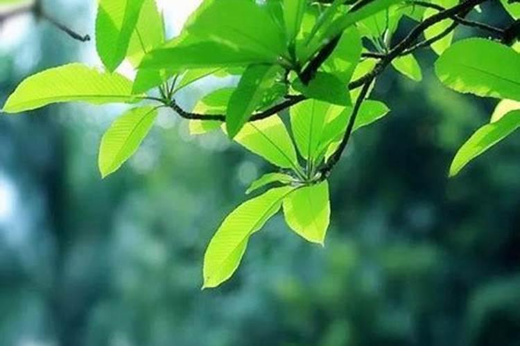 八字五行喜木是什么意思,喜木之人八字分析