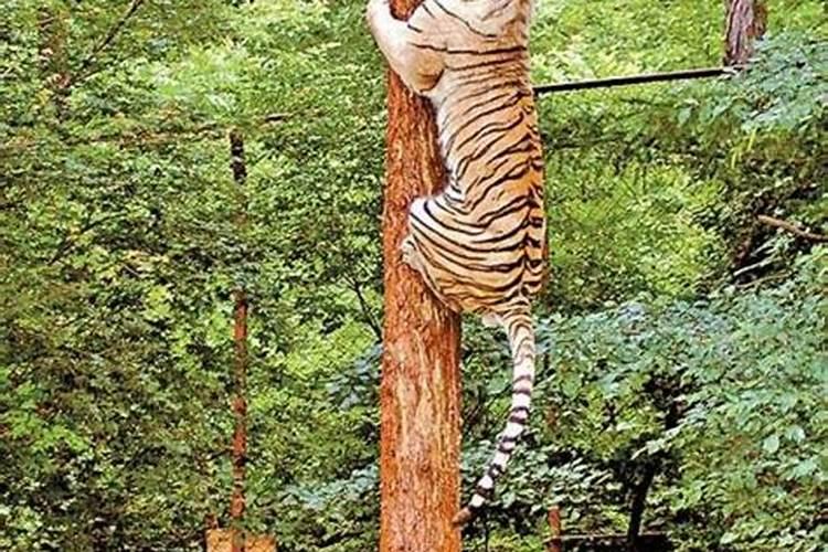梦见被老虎等猛兽追的预兆