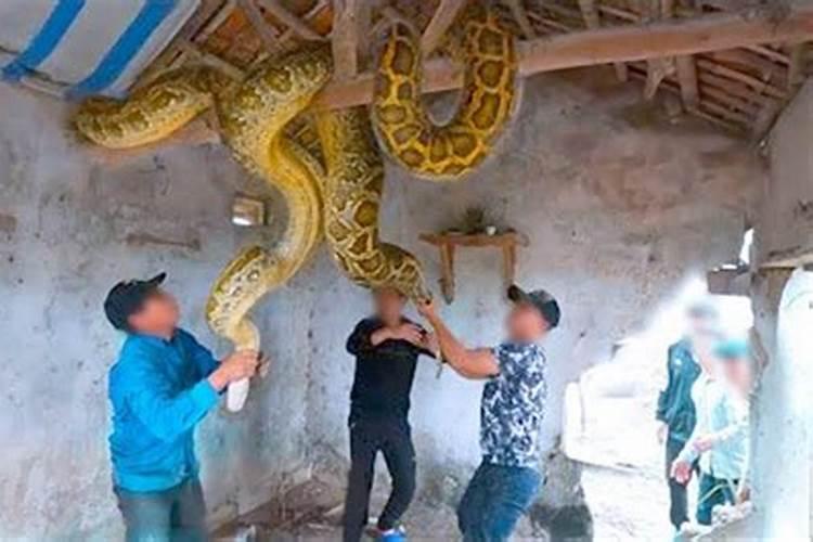 梦见很大的巨蟒是什么预兆 什么意思