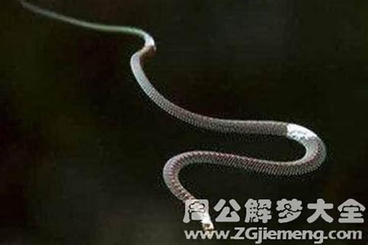 做梦梦见巨型蟒蛇什么意思