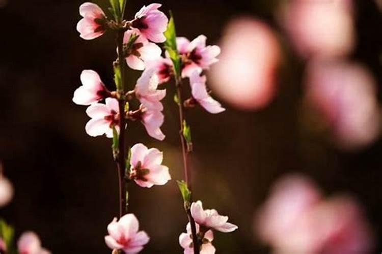夫妻宫桃花多代表什么 夫妻宫廉贞星庙旺欢喜冤家？