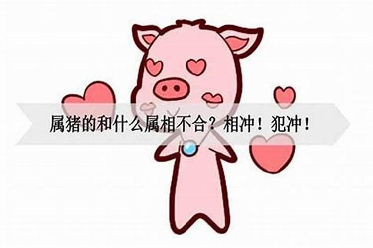 属猪的明年犯太岁吗2025