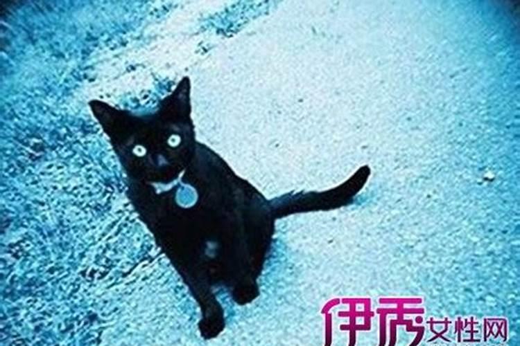 半夜出动鸡报时是什么生肖