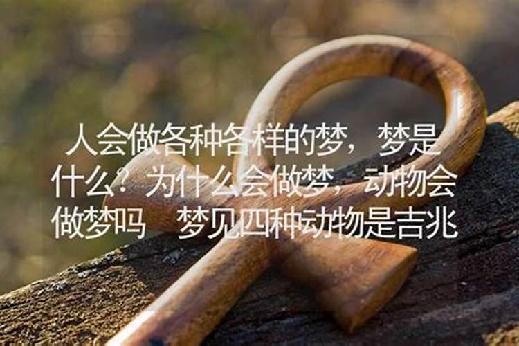 梦见家里很多小动物的预兆