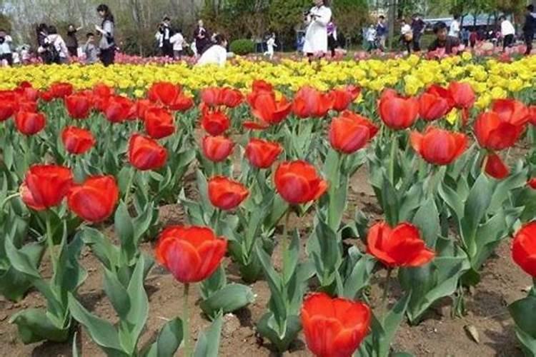 清明节小长假适合去哪里玩