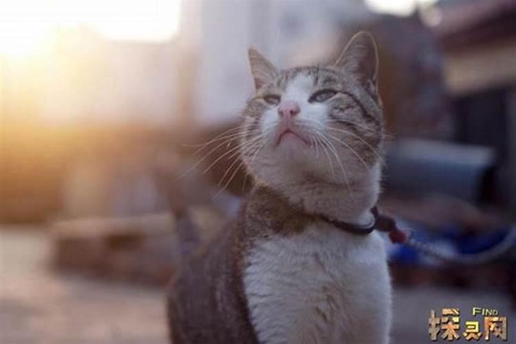 黑猫进家门预示着什么