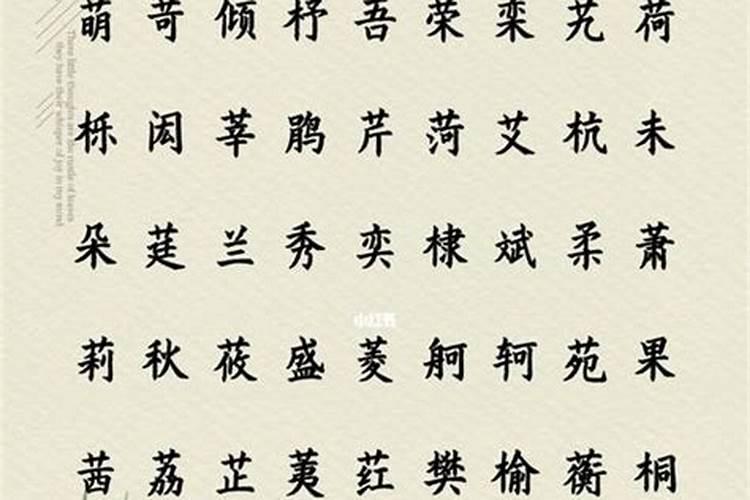 2025看龙舟赛去哪里