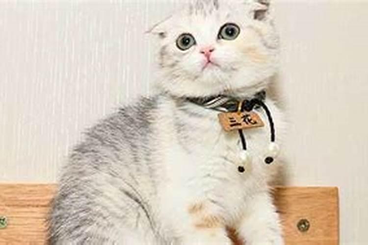 女人梦见猫咬的七大预兆