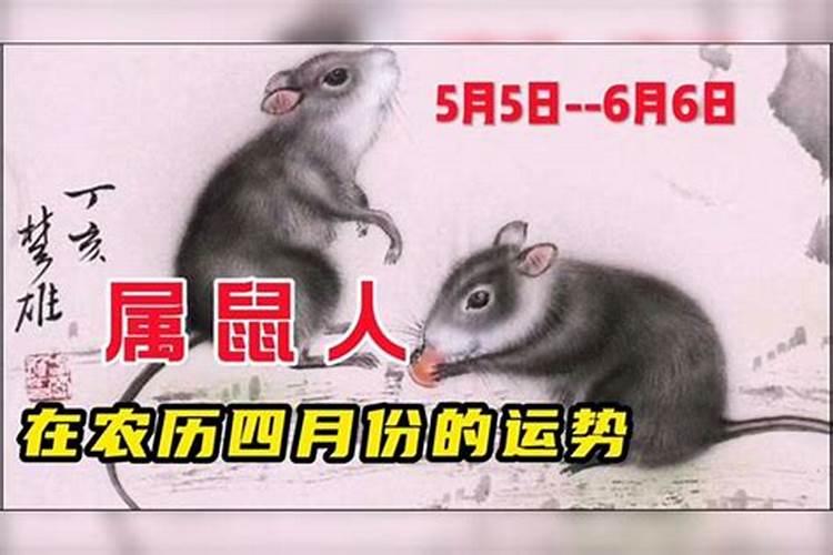 属鼠的人2025年每月运势及运程