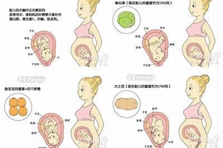 孕妇梦见一匹棕色大马是什么意思