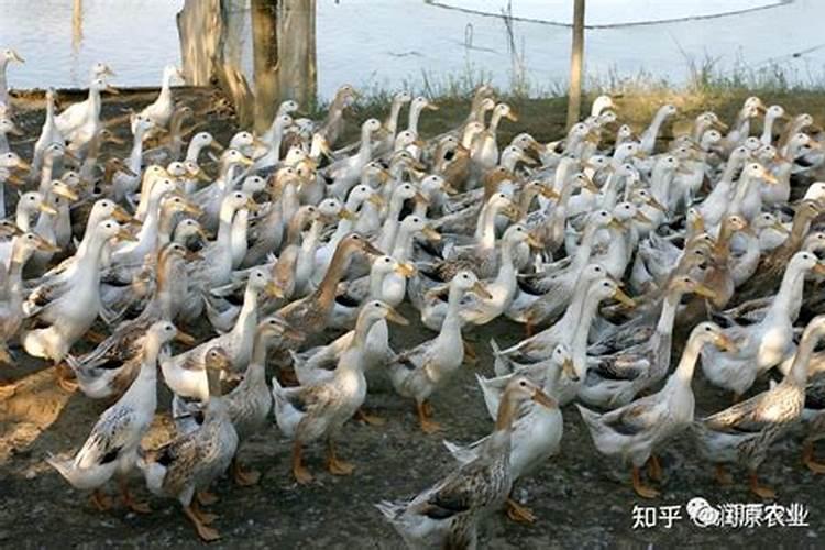 中元节为什么要吃鸭子？