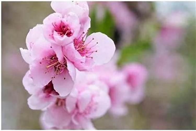 八字中如何看正缘桃花