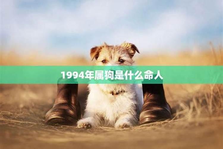 94年属狗女未来十年运势