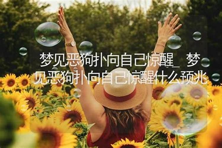 梦见被恶狗攻击没咬到