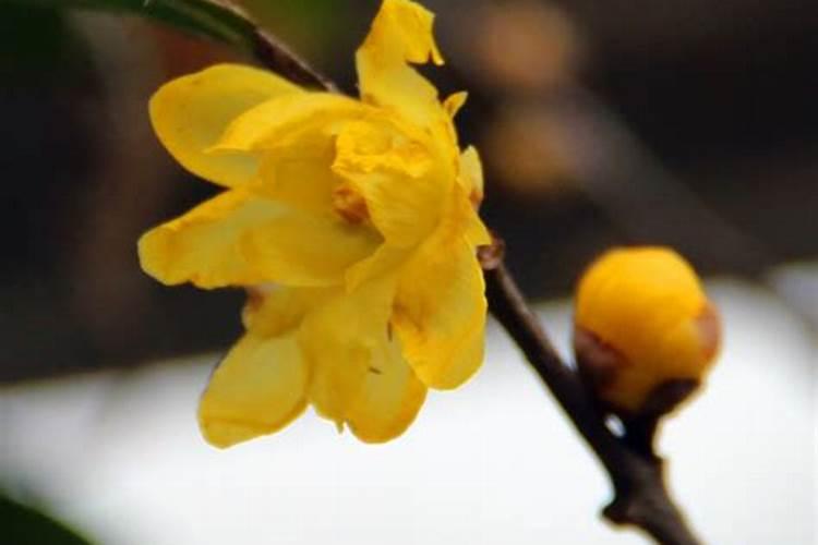 春节必做的十件事 中国春节10个风俗你知道几个