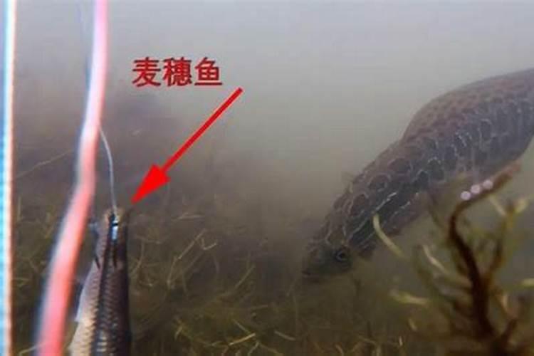 梦见钓黑鱼是什么意思？