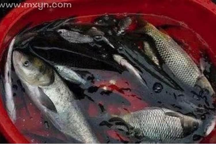 梦见鱼死了有什么征兆