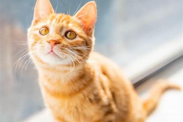 女人梦见猫是暗示怀孕