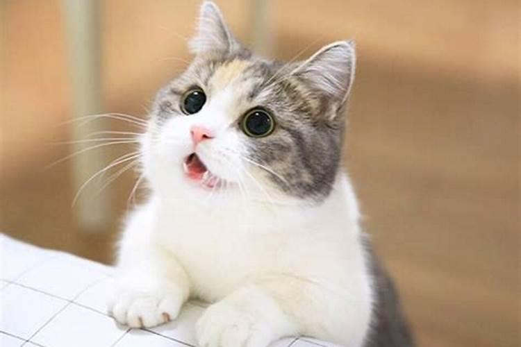 女人梦见猫是胎梦吗